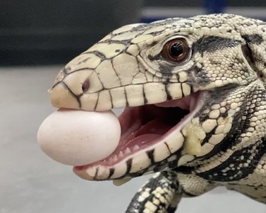 School Day Off Critter Camp - Munching Monday