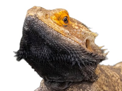 School Day Off Critter Camp - Tuesday Tales of Tails